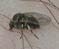 Blackfly feeding on skin