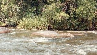 Typical Blackfly Habitat